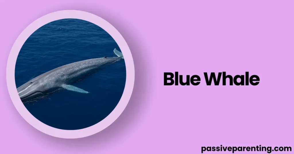How Long Is 100 Feet? Clear Examples & Visual Guide Blue Whale