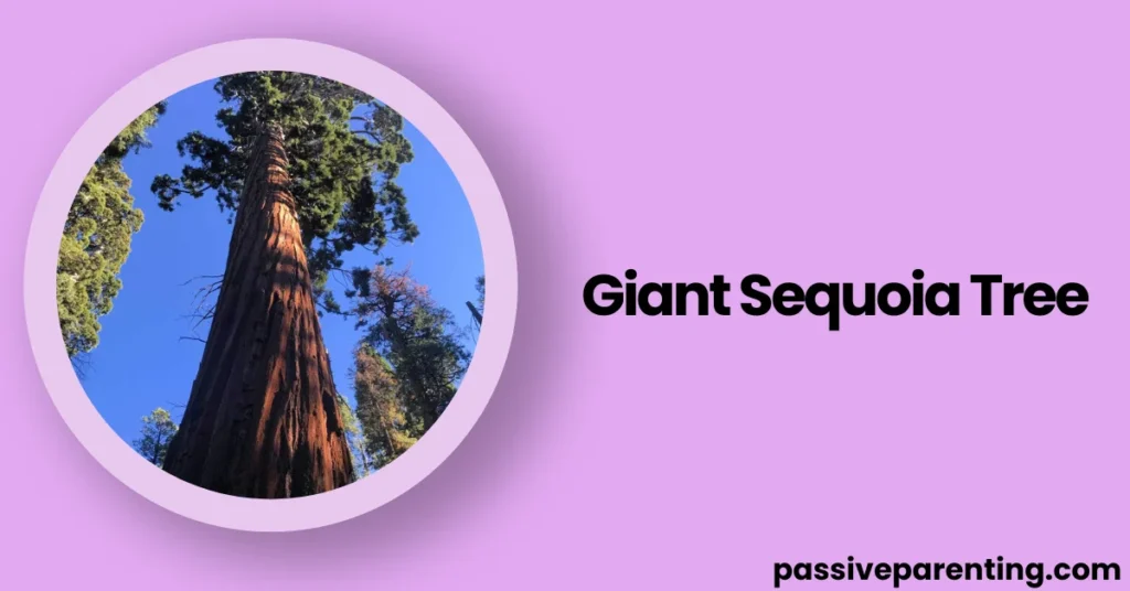 How Long Is 100 Feet? Clear Examples & Visual Guide Giant Sequoia Tree